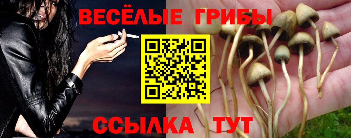 Псилоцибиновые грибы прущие грибы Сланцы